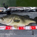 Over 70 cm bass in Nanairo Dam